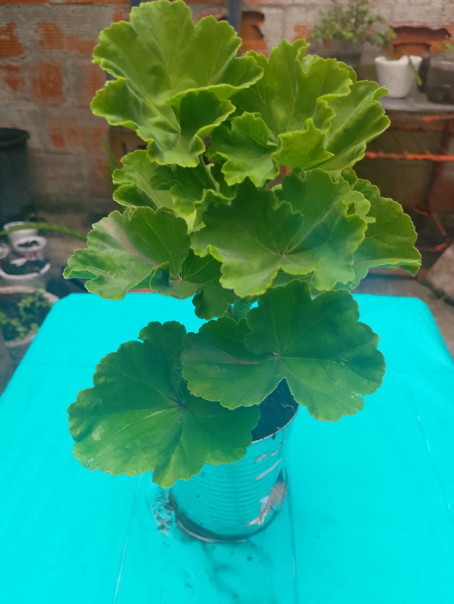 Planta malvon